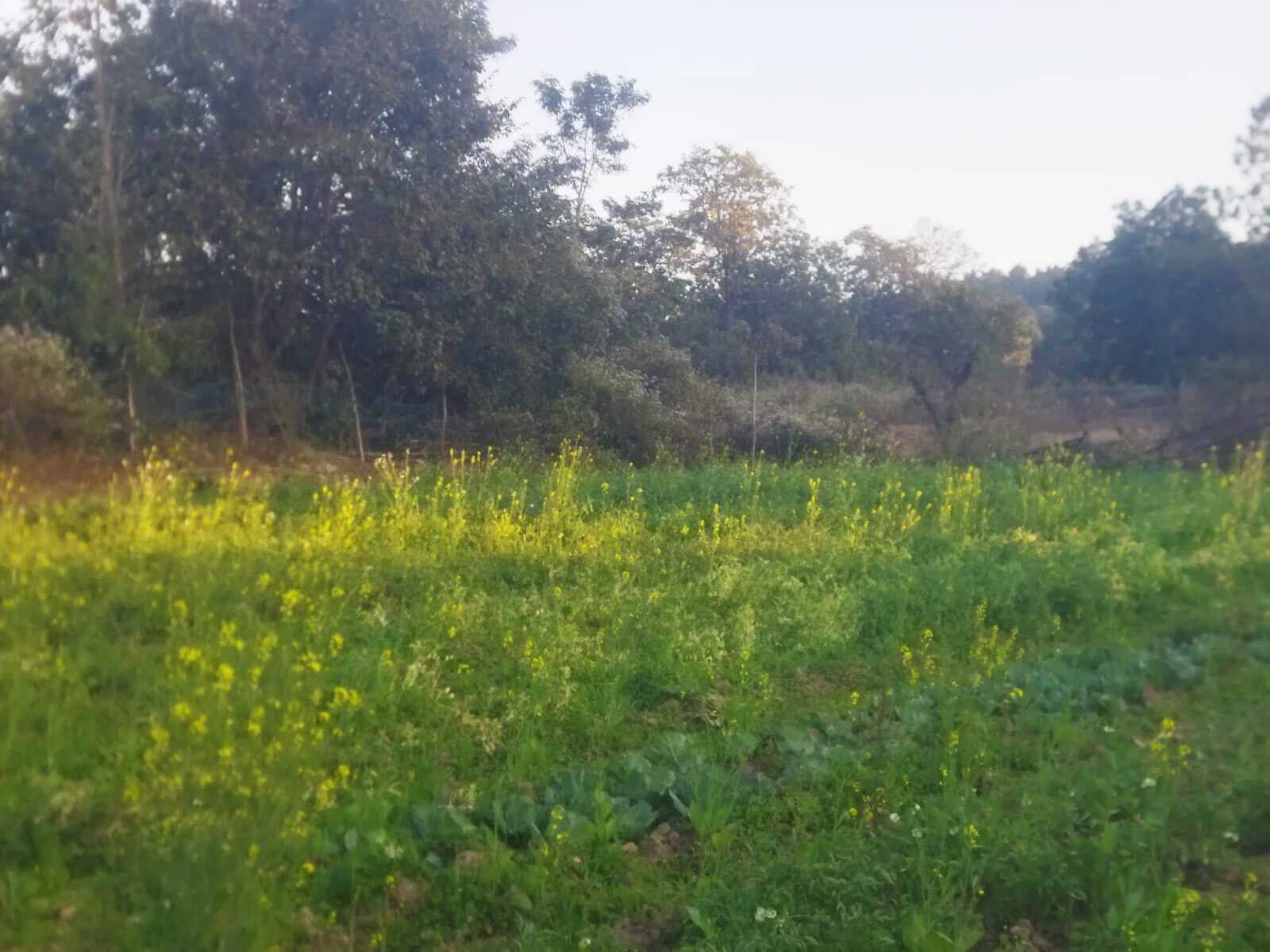 Chaibasa News : नोवामुंडी : खेतों में दिखा हाथियों के पैरों के निशान, टमाटर व गोभी की फसल को क्षति