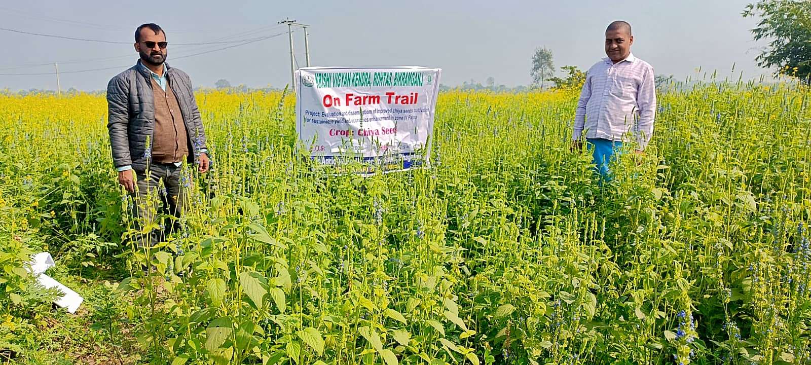 जिले के 10 किसानों ने शुरू की चिया सीड्स की खेती