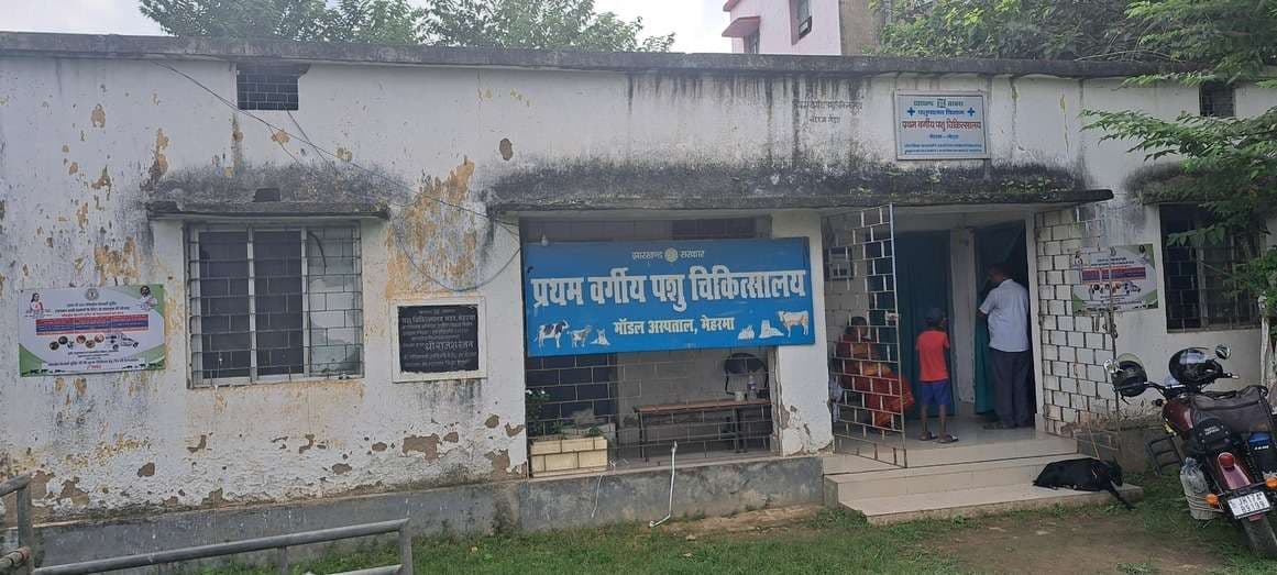 मेहरमा के पशु चिकित्सालय की जर्जर हालत, डॉक्टर के भरोसे चल रही सेवाएं