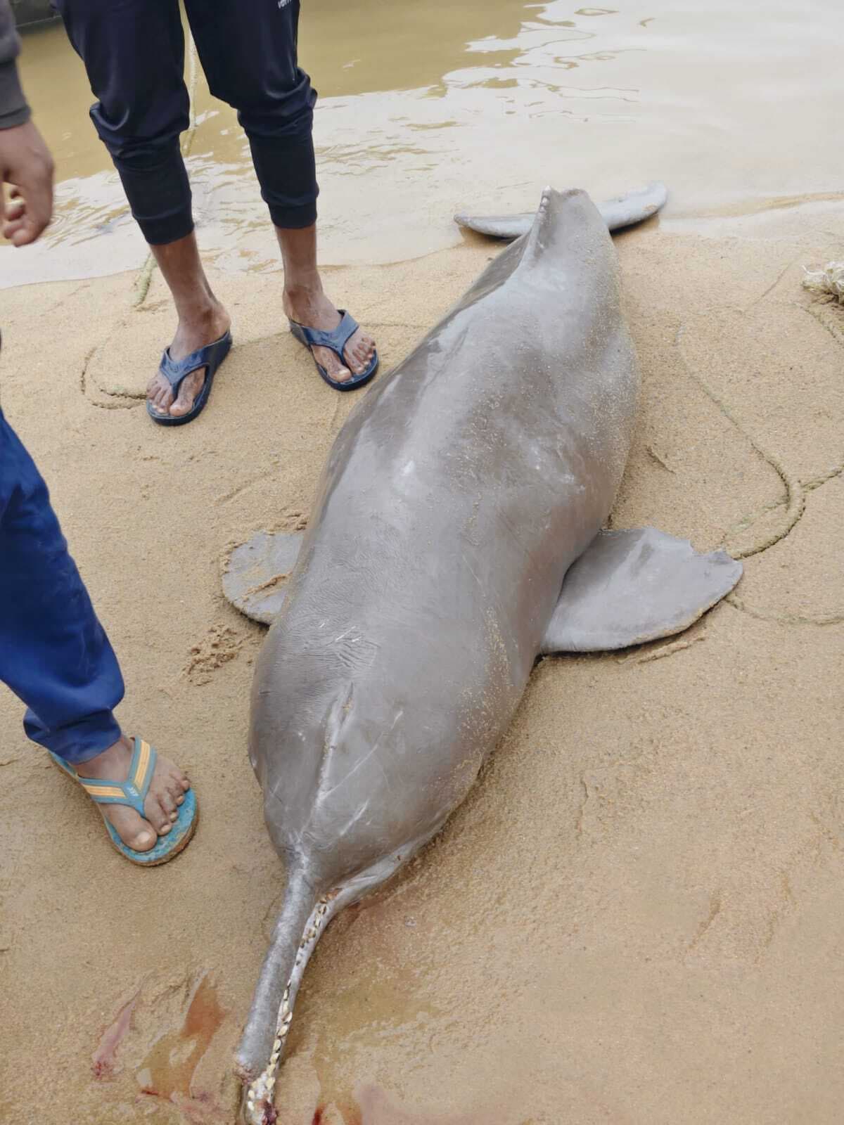 डोल फीस की खोज में पहुंची फॉरेस्ट विभाग की टीम