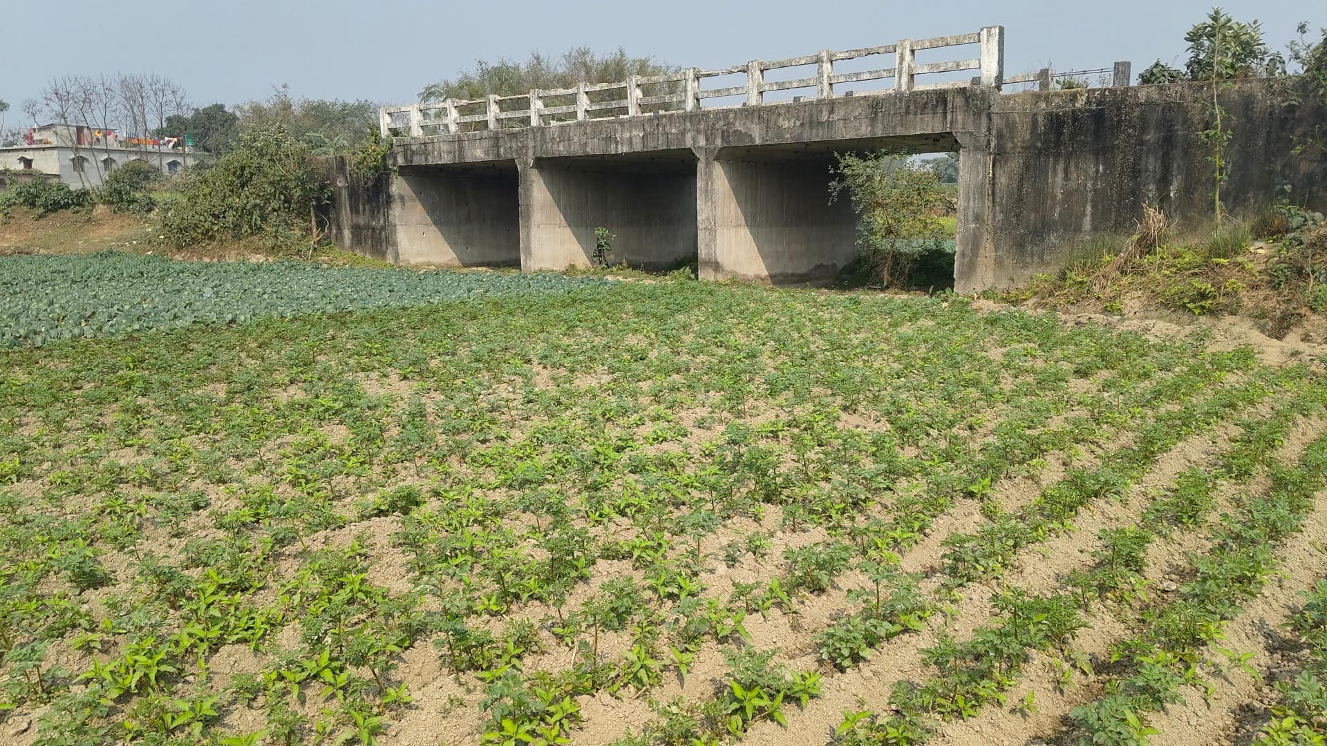 पुल नदी के ऊपर के बनाने के बदले बना खेत में, पानी में घुसकर आवागमन