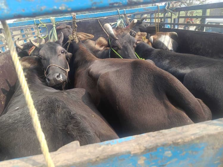 छह मवेशी व वाहन सहित तस्कर गिरफ्तार