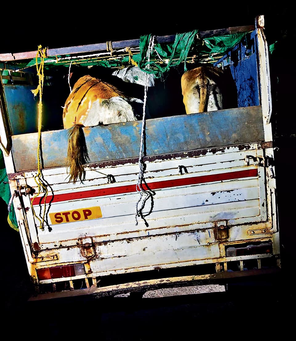 Rourkela News : वाहन छोड़कर भागे तस्कर, छह पशुओं को पुलिस ने जब्त किया