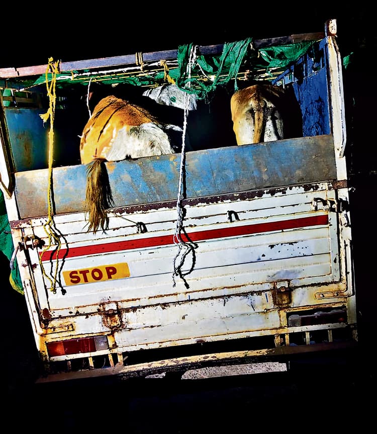 Rourkela News : वाहन छोड़कर भागे तस्कर, छह पशुओं को पुलिस ने जब्त किया