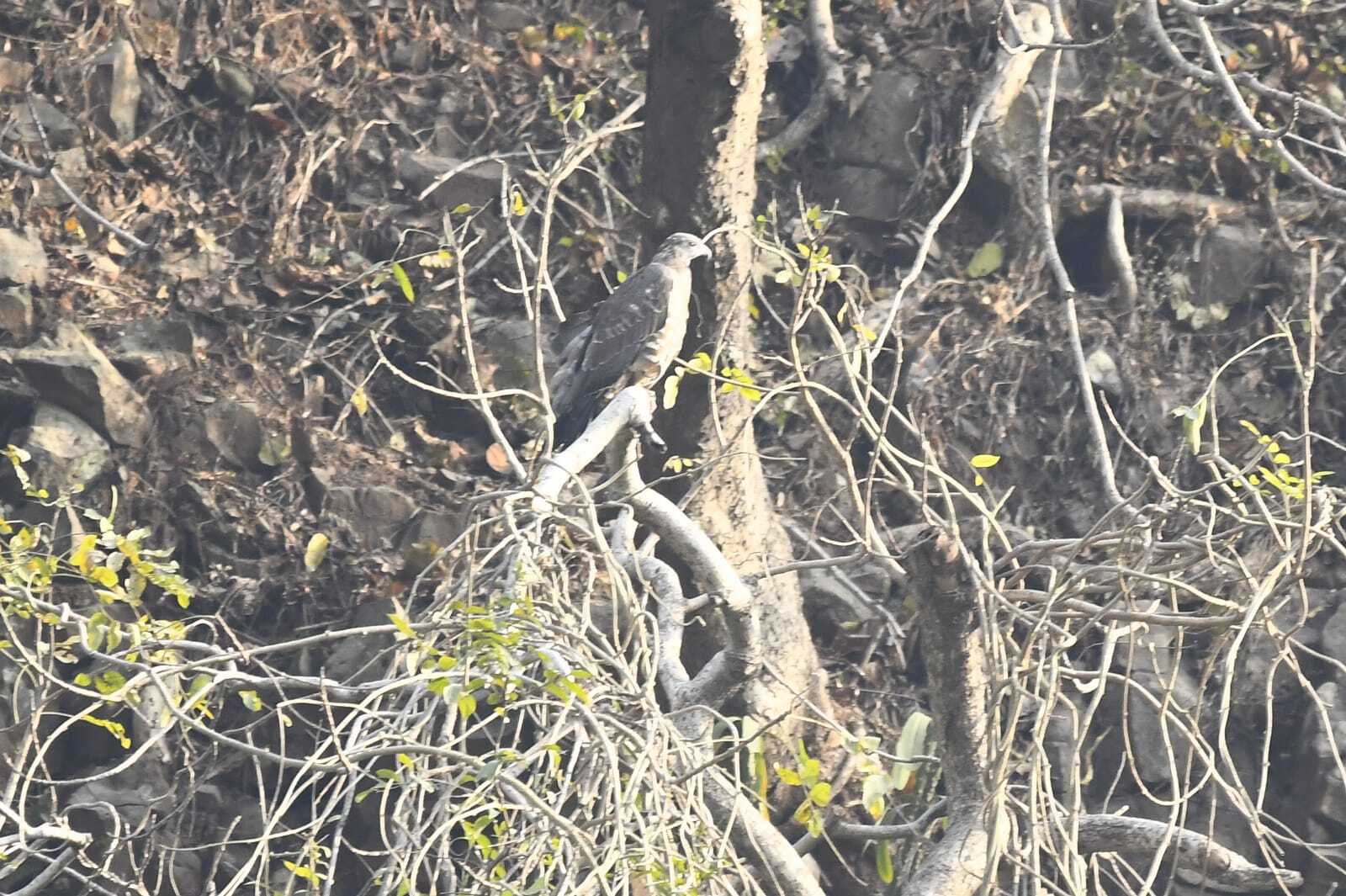 प्रवासी पक्षियों की चहचहाहट से गुलजार है मसकलैया झील, 28 प्रजातियों के 300 पक्षी आये