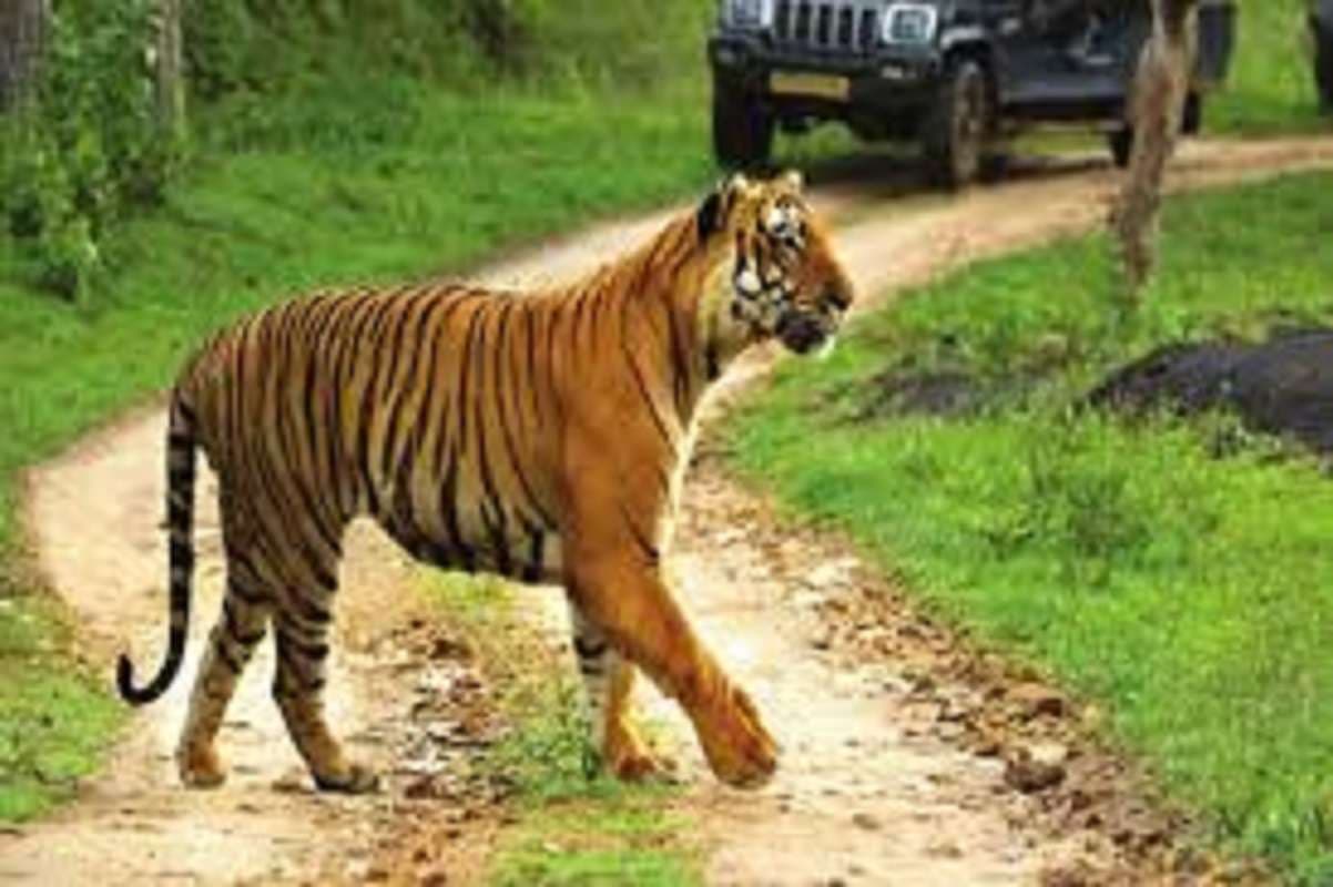 Bihar News: नये साल में बिहार को मिली खुशखबरी, कैमूर में टाइगर रिजर्व को मिली सैद्धांतिक सहमति