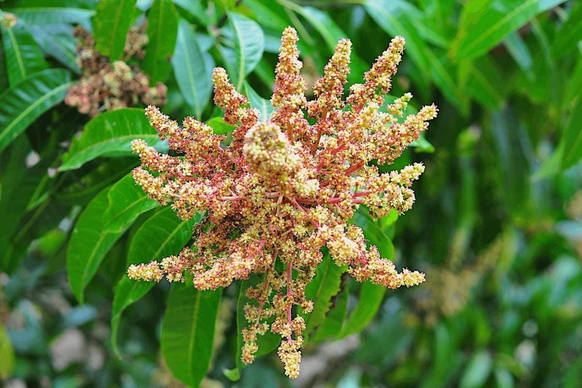 Mango Blossom Health Risks