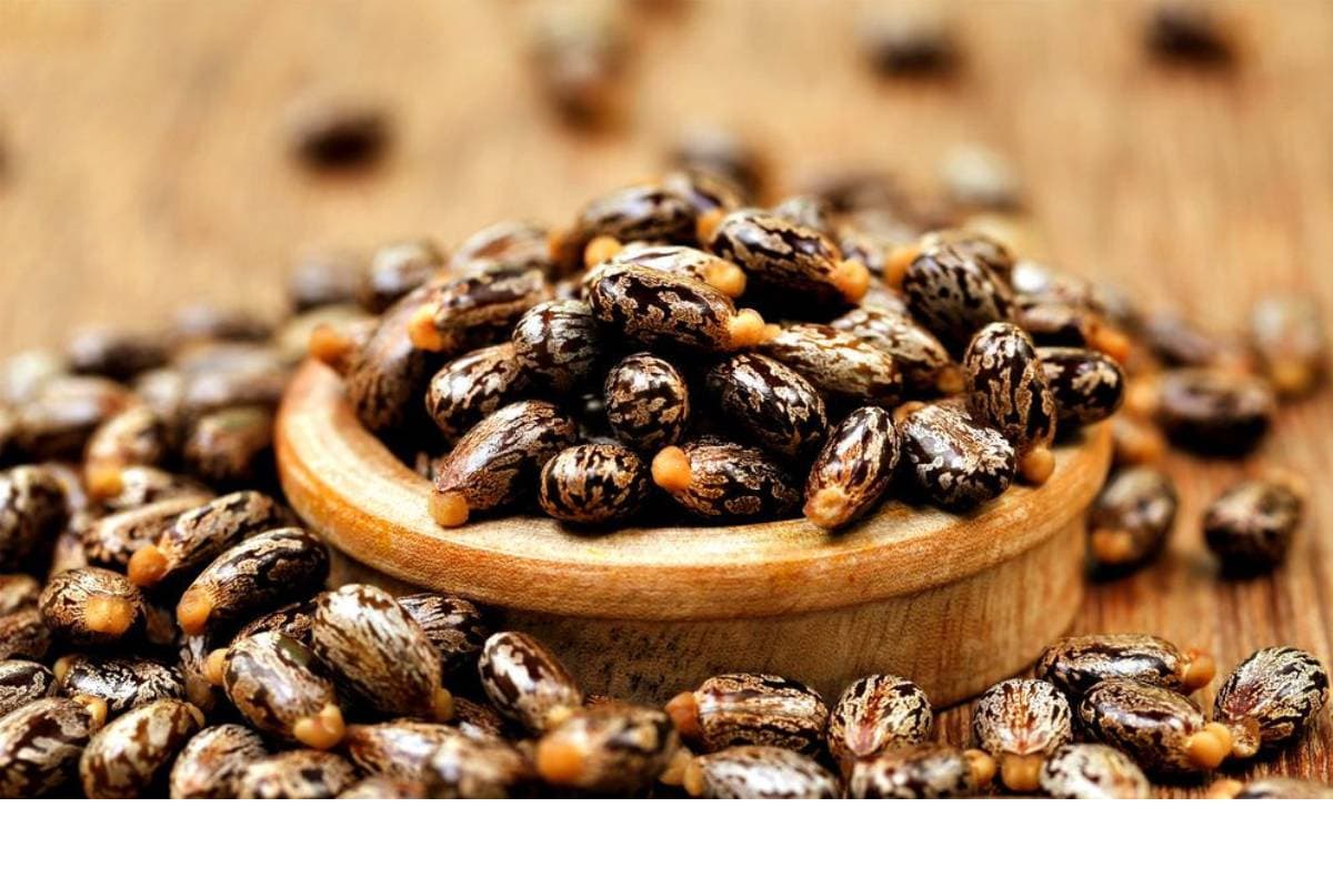 castor seed image