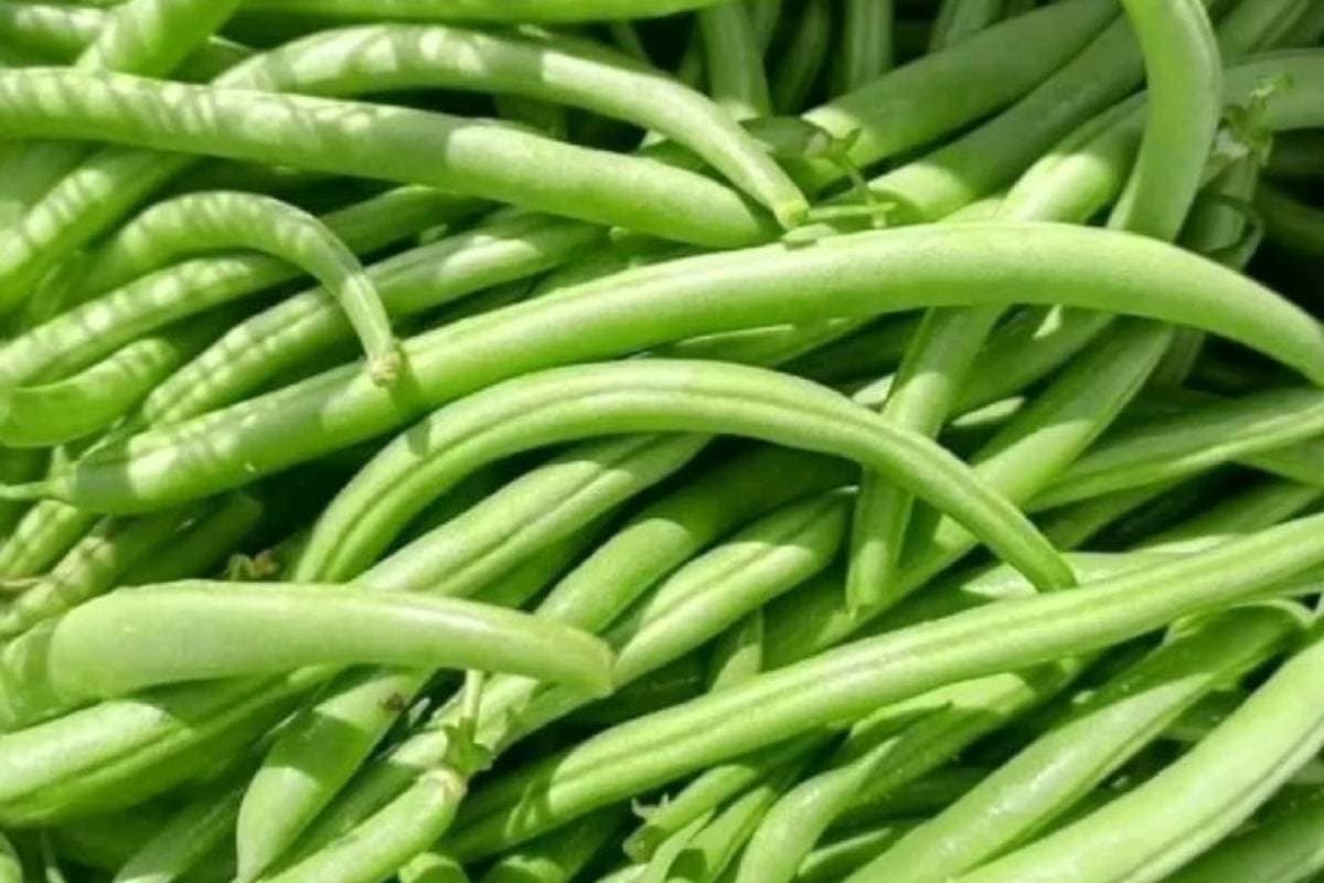 French Beans 