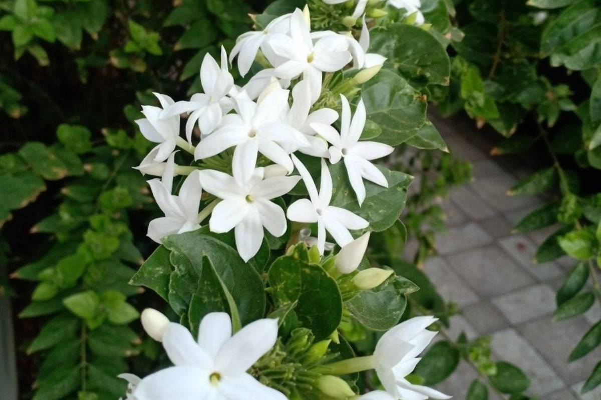 अबकी बार सही समय पर लगाएं मोगरा, हर सुबह महकेगा आपका घर