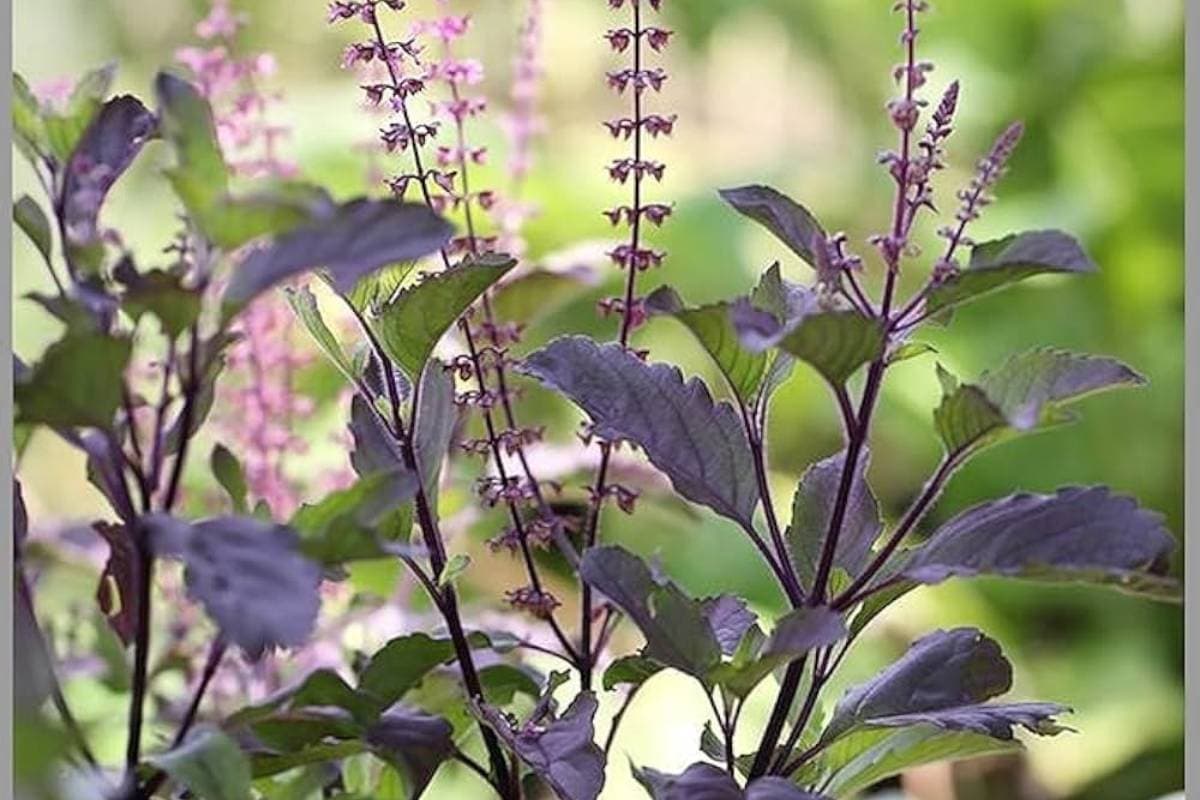 तुलसी को सूखने से बचाएं इन टिप्स के साथ