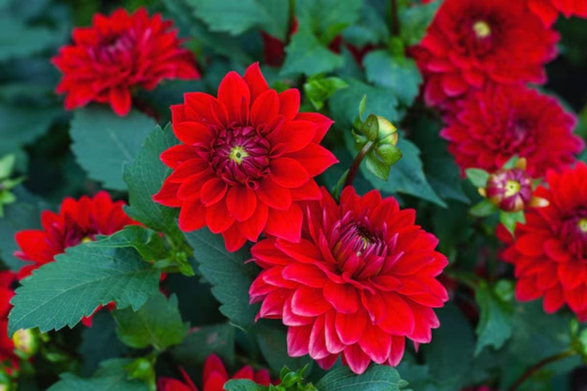 बीज से डहेलिया कैसे उगाएं? (How to Grow Dahlias from Seed)