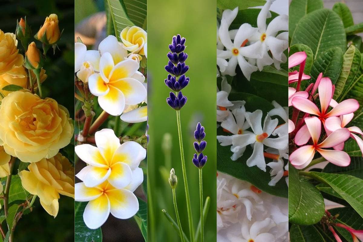 Best Smelling Flowers for Home