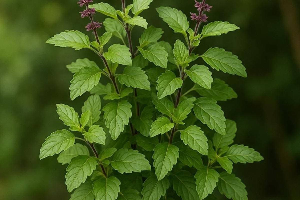 Plants to Grow in the Kitchen