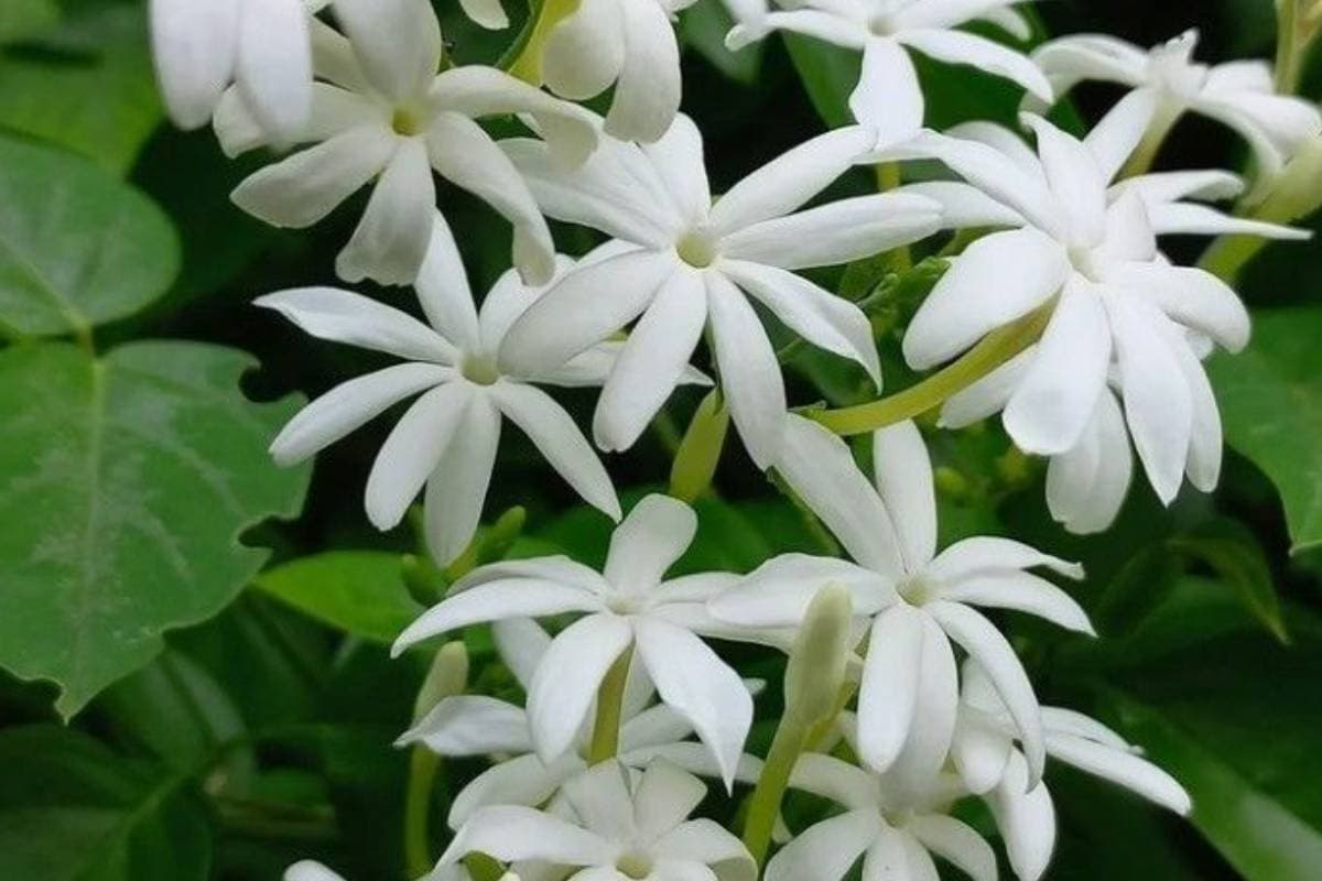 Best Smelling Flowers for Home