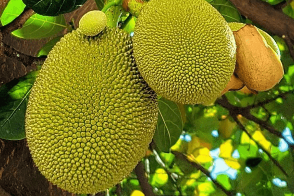 Kathal Masala Recipe