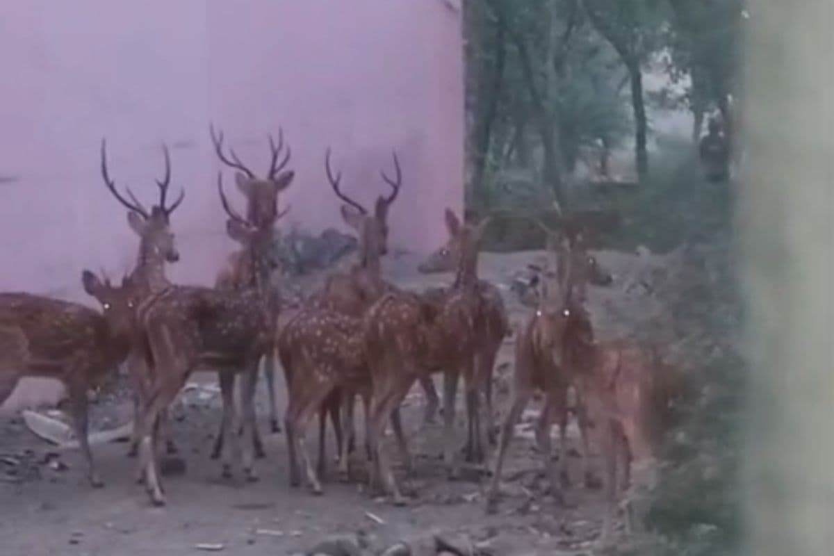 पलामू: पानी की तलाश में जंगल से भटककर आए हिरण के झुंड, कुत्तों ने एक को मार डाला