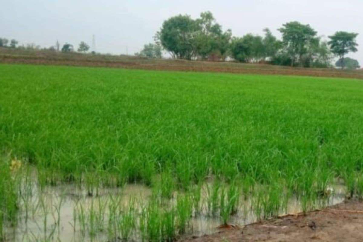 बक्सर में बारिश से मौसम हुआ सुहाना, भीषण गर्मी से मिली राहत; किसान अब भी अच्छी बारिश के इंतजार में