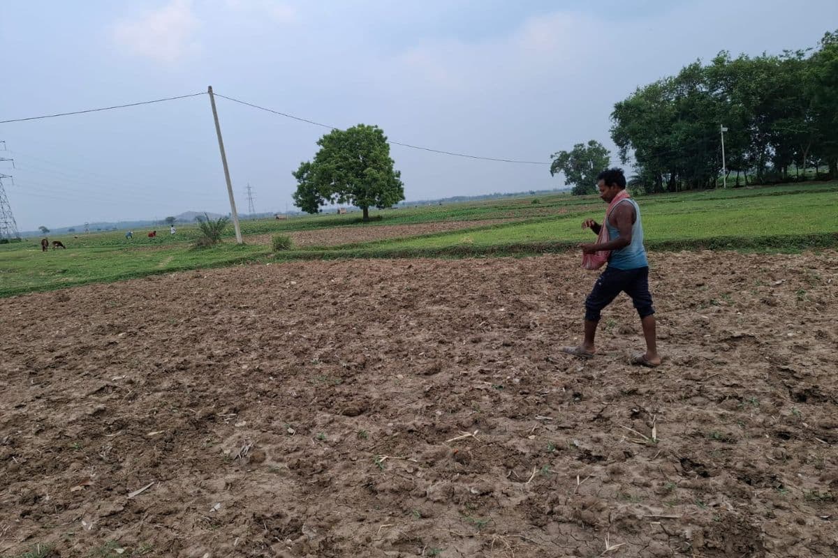 Adra Nakshatra Paddy Farming