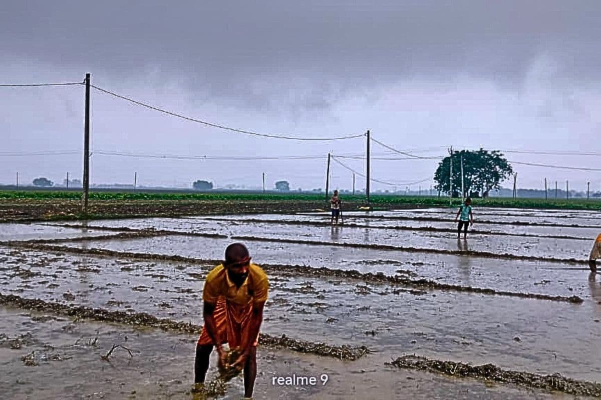 झमाझम बारिश के बीच किसानों ने शुरू की धान के बिचड़ा गिराने की तैयारी, महंगे बीज ने बढ़ाई चिंता