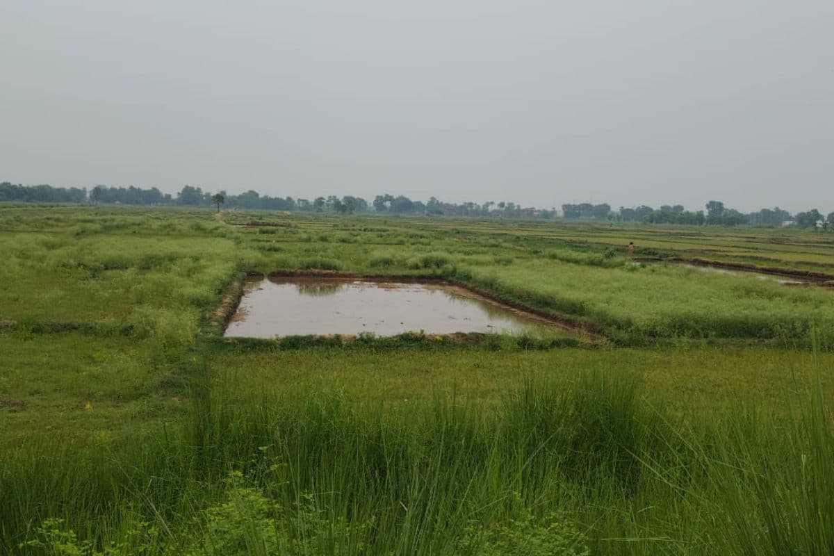 मानसून की देरी ने बढ़ाई किसानों की चिंता, पंपिंग सेट के सहारे धान की नर्सरी तैयार करने में जुटे किसान