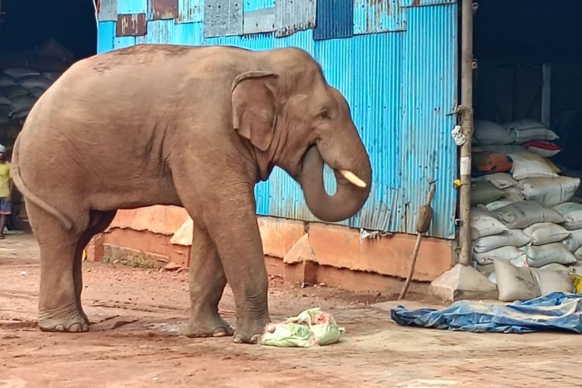 चाकुलिया में गजराज का आतंक, तीन दिन से लगातार मचा रहा उत्पात