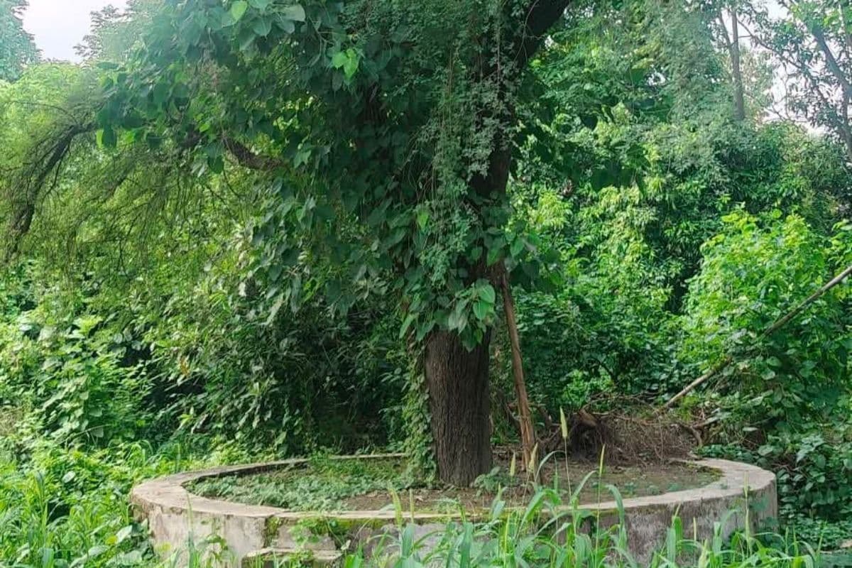 बेगूसराय के सुजा गांव का दुर्लभ निर्मली वृक्ष बना आकर्षण का केंद्र, संरक्षण की उठी मांग