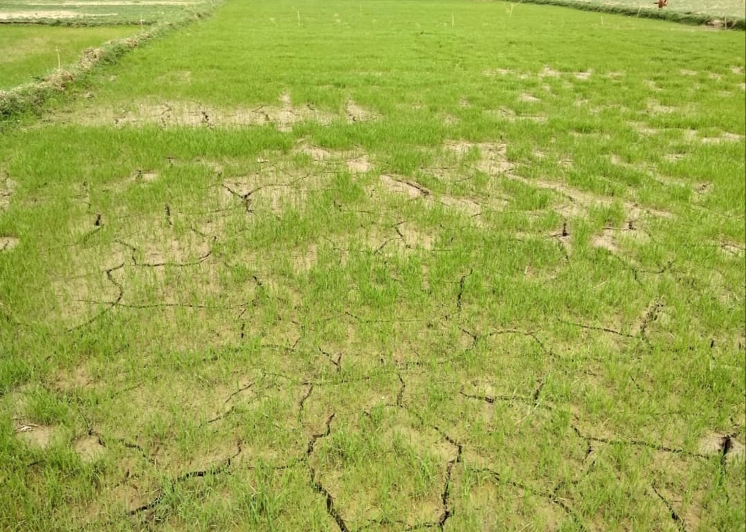 बक्सर में बारिश नहीं होने से सूखने लगा धान का बिचड़ा, किसानों की रोपनी पर मंडराया संकट, IMD ने बताया…