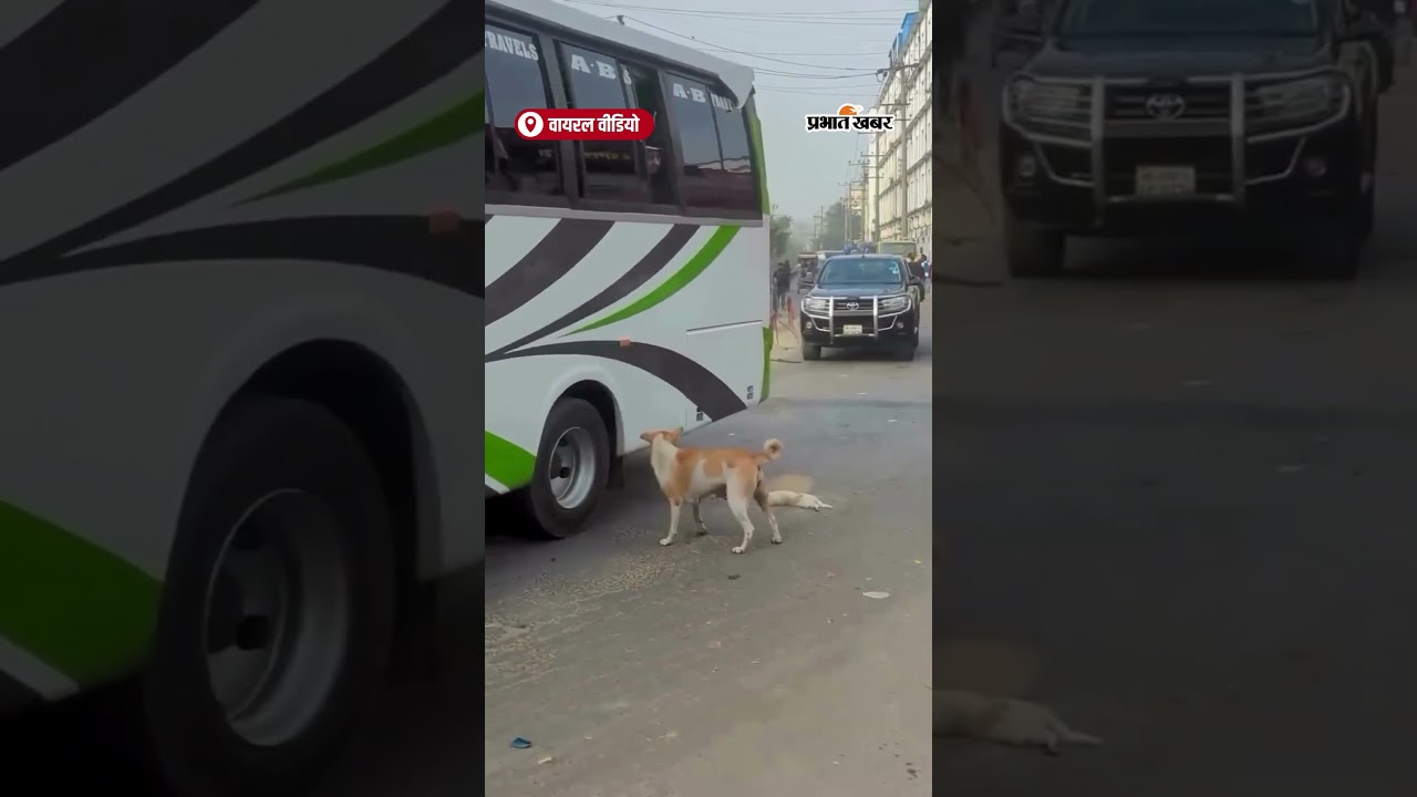 माँ का अनमोल प्यार: कुतिया ने अपने मरे बच्चे के शव की सड़क पर की रक्षा , देखिये पूरी वीडियो
