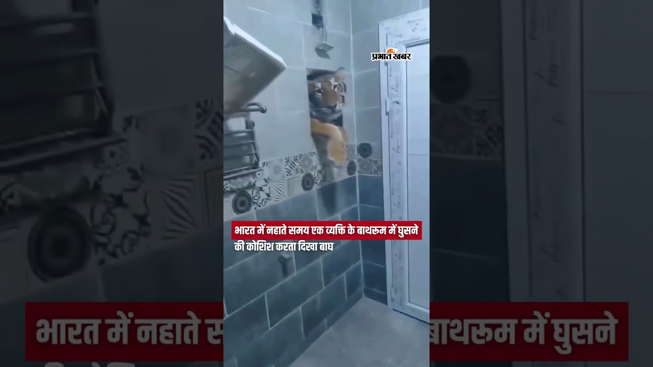 Bharat में नहाते समय एक व्यक्ति के Bathroom में घुसने की कोशिश करता दिखा बाघ | Shorts