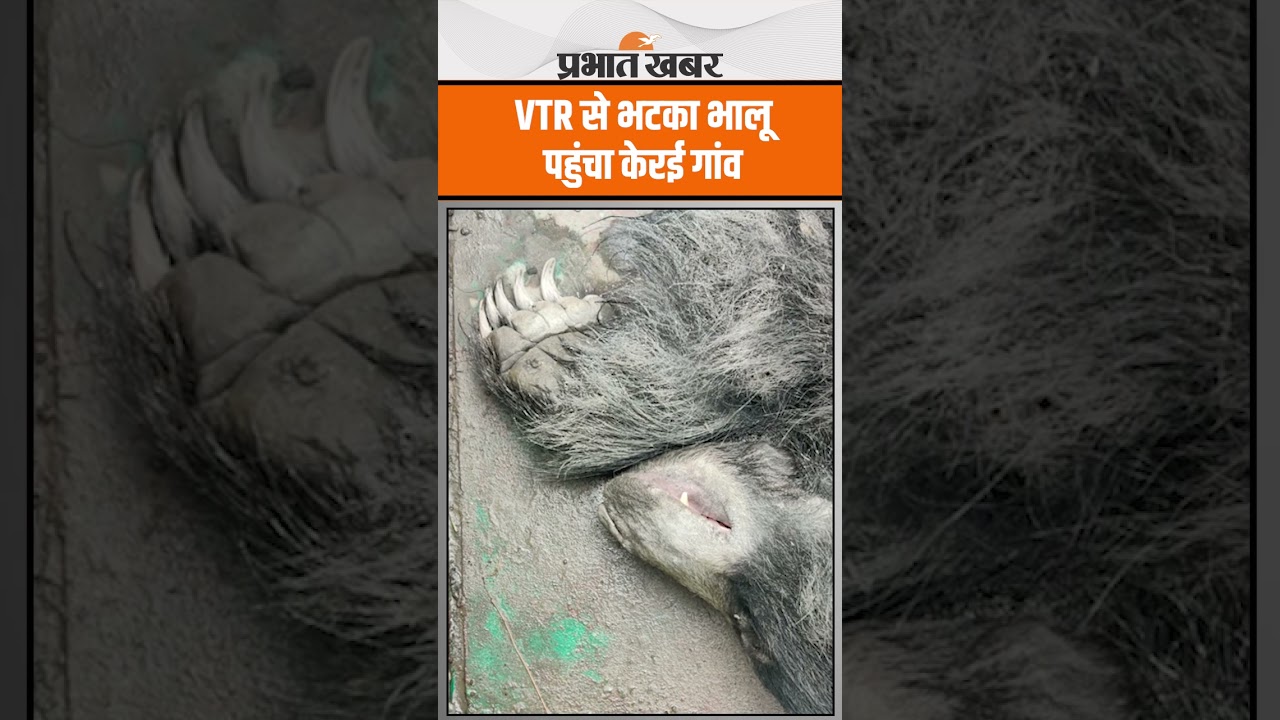 वीटीआर से भटका भालू पहुंचा केरई गांव, वन विभाग ने ट्रेंकुलाइज कर किया रेस्क्यू