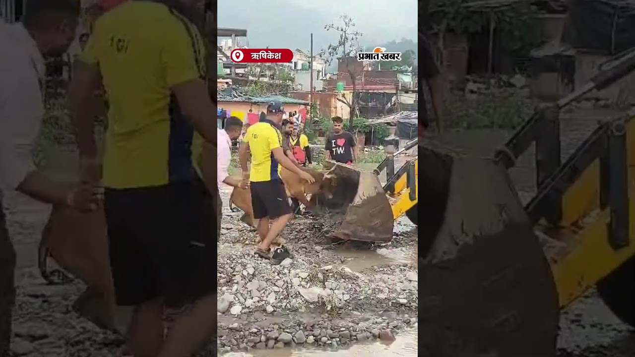 Rishikesh News : चंद्रभागा नदी में फंसीं दर्जनों गायें, JCB से हुआ रेस्क्यू, देखिये वीडियो | Shorts