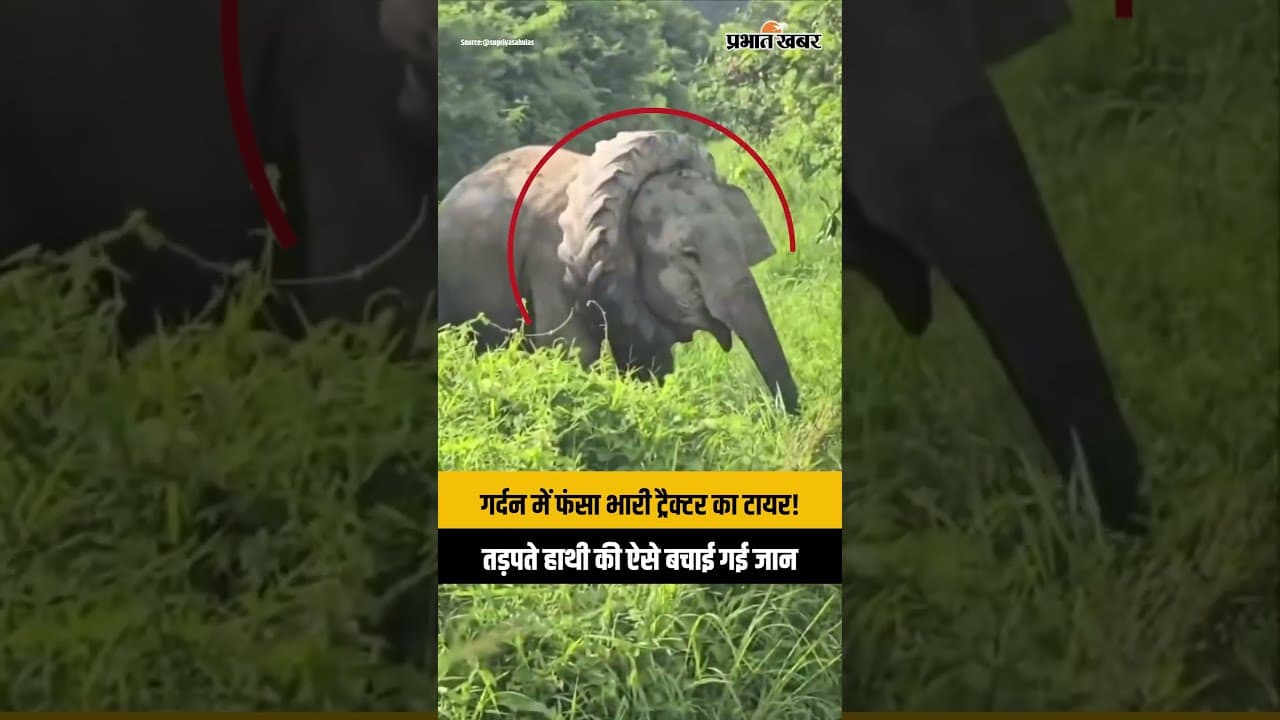 Elephant Rescue in Assam: गोलाघाट में हाथी की गर्दन से निकाला गया भारी टायर, देखिए कैसे बचाई गई जान