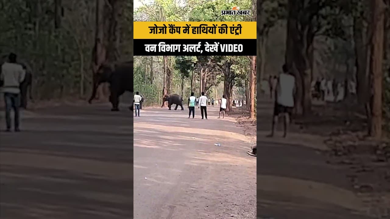 Elephant Alert: नोवामुंडी में हाथियों का जमावड़ा, बच्चों संग गांव पहुंचे| West Singhbhum | Jharkhand