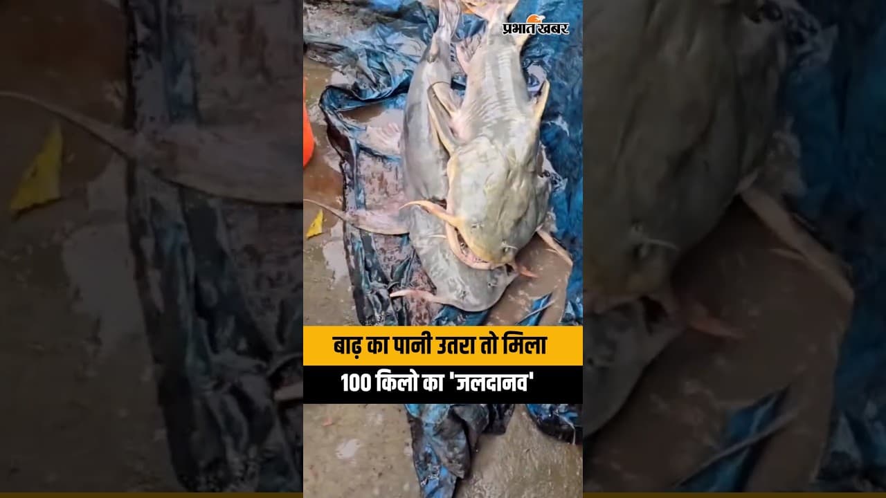 Nepal Flood Updates: बाढ़ के बाद मिल रही है 100-100 किलो की मछलियां, Video Viral