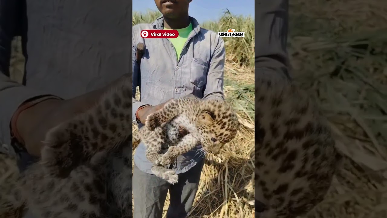 गन्ने के खेत में मिला बाघ का बच्चा, देखकर हैरान हुए लोग | Shorts