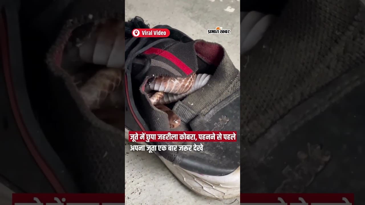 जूते में छुपा जहरीला Cobra, पहनने से पहले अपना जूता एक बार Must देखे | Shorts | Snake Awareness