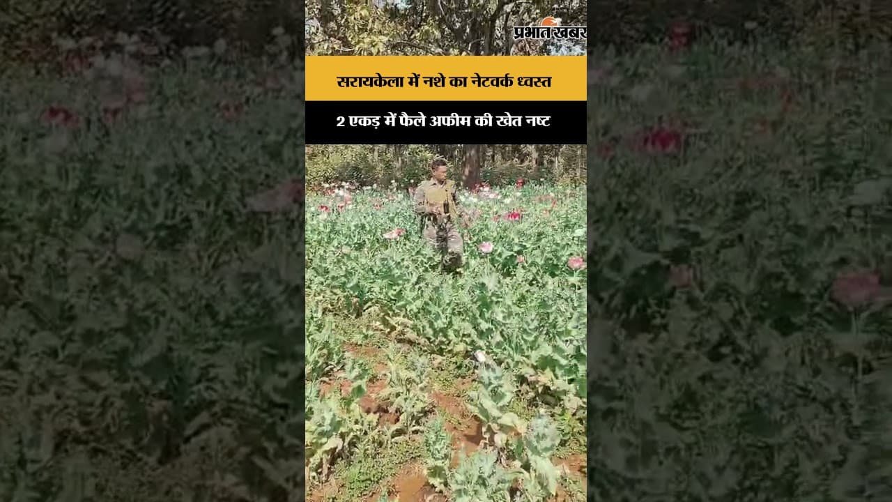 Jharkhand News | Saraikela | सरायकेला में SSB का बड़ा ऑपरेशन, 2 एकड़ में फैली अवैध अफीम की खेती नष्ट