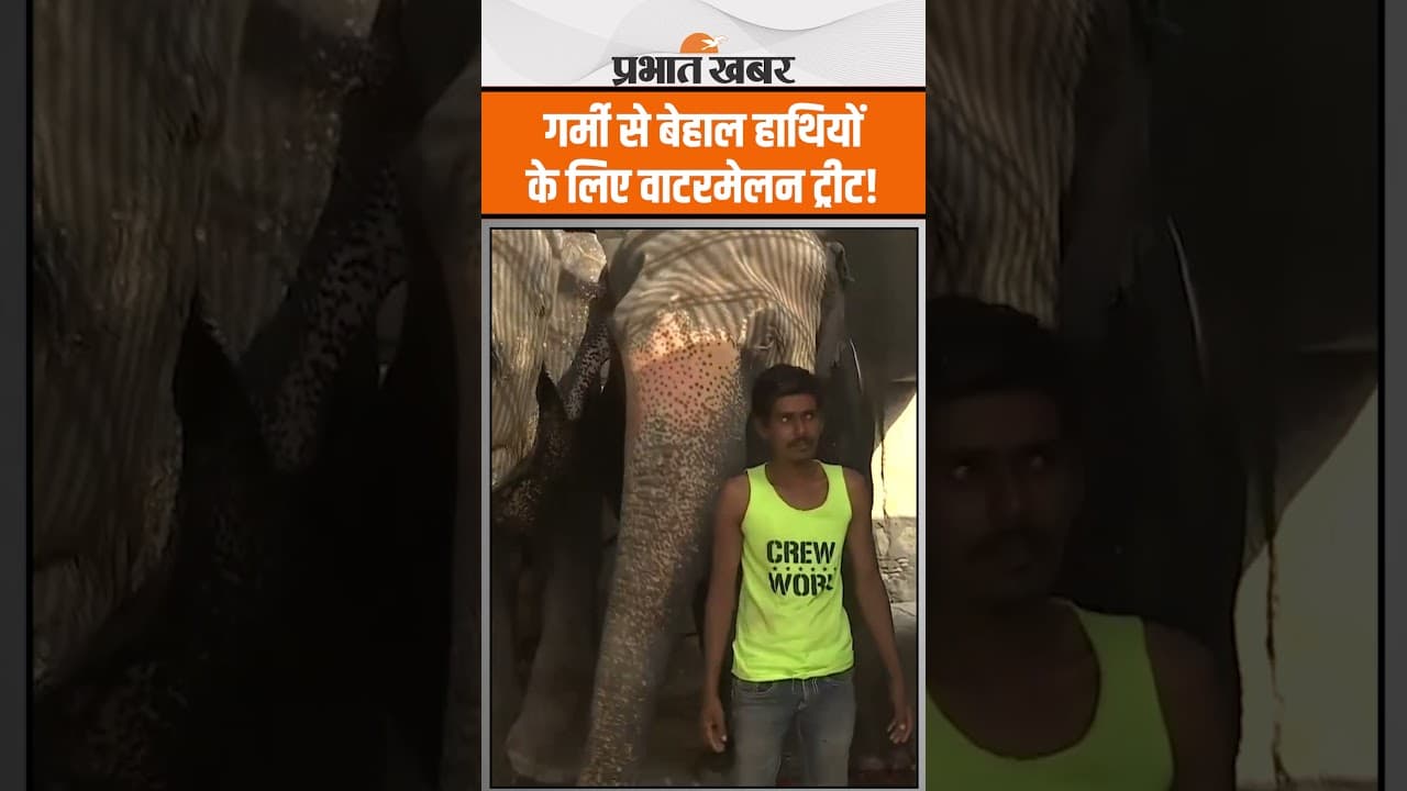 Jaipur Hathi Gaon में गर्मी से हाथियों का हाल बेहाल, ठंड पहुंचाने के लिए किए जा रहे उपाय