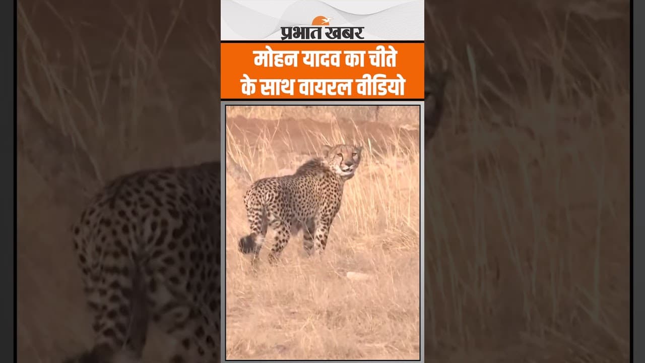 Madhya Pradesh CM Mohan Yada ने नेशनल पार्क में छोड़ा दो खतरनाक चीता