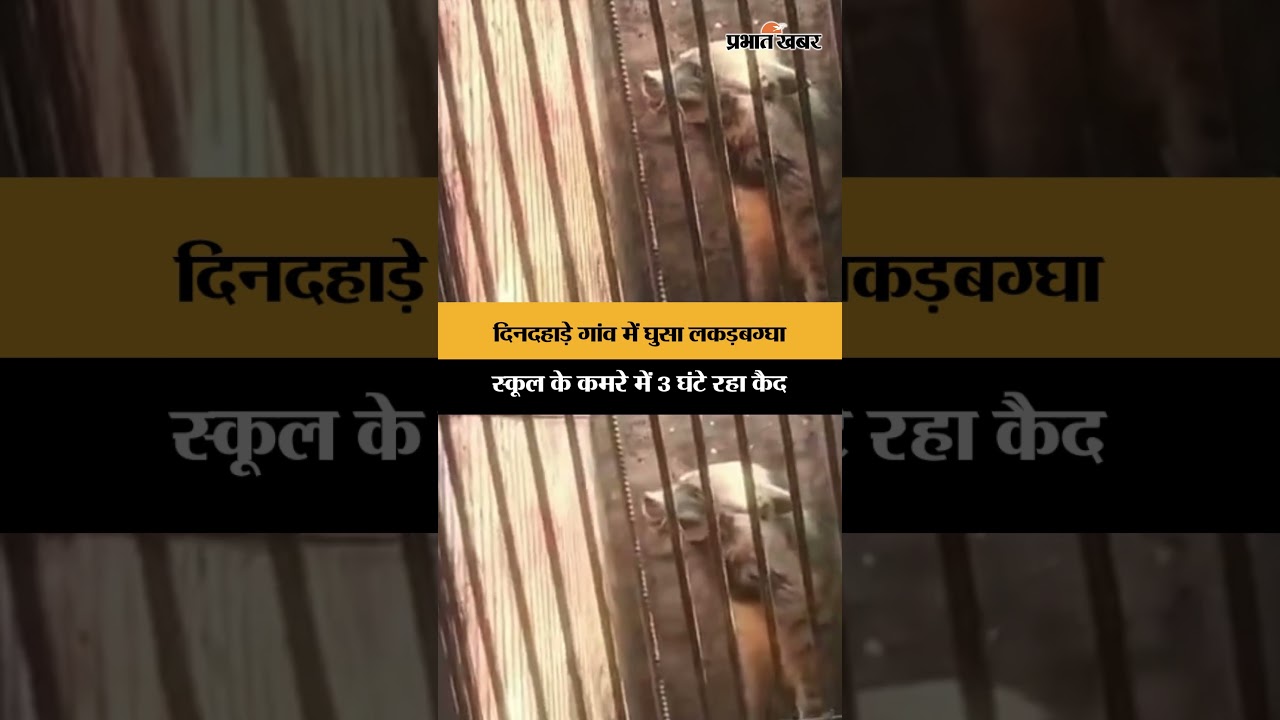 Ranchi News: दिनदहाड़े गांव में घुसा लकड़बग्घा, स्कूल के कमरे में 3 घंटे रहा कैद | Viral | Shorts