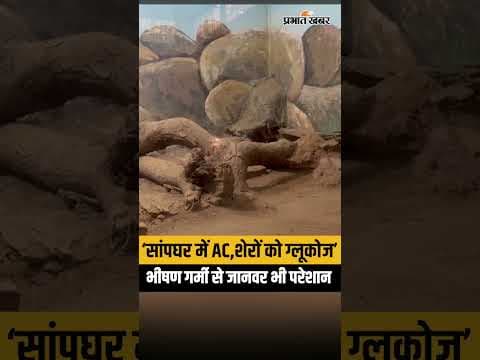 Heat Wave: Patna Zoo में जानवरों के लिए विशेष इंतजाम,शेरों के लिए AC और कुलर| Bihar News