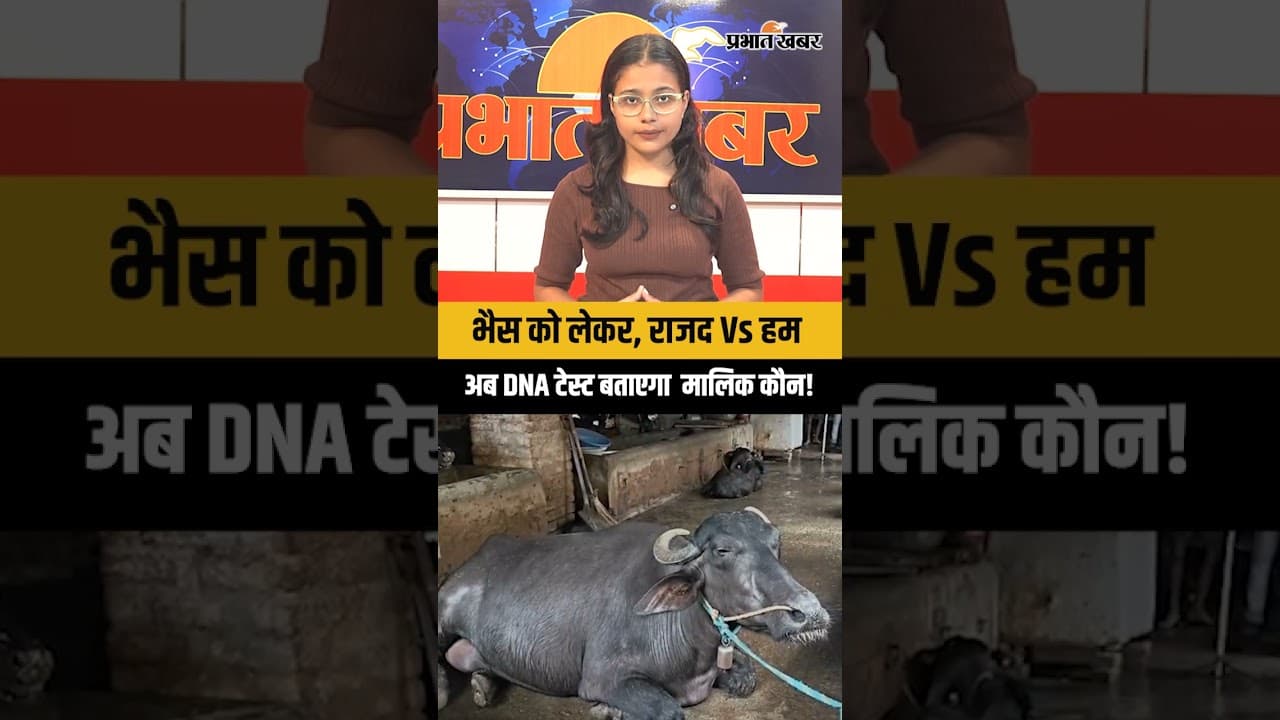 भैंस के मालिकाना हक पर घमासान, RJD और HAM आमने सामने, DNA टेस्ट से होगा मालिक का फैसला | GAYA News