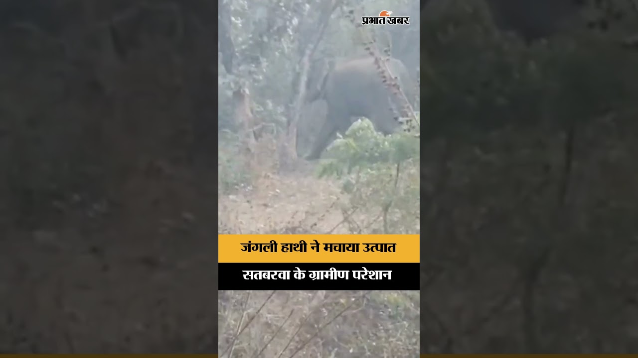 Palamu में जंगली हाथी का आतंक, कई गांवों में फैली दहशत | Satbarwa | Jharkhand News | Shorts