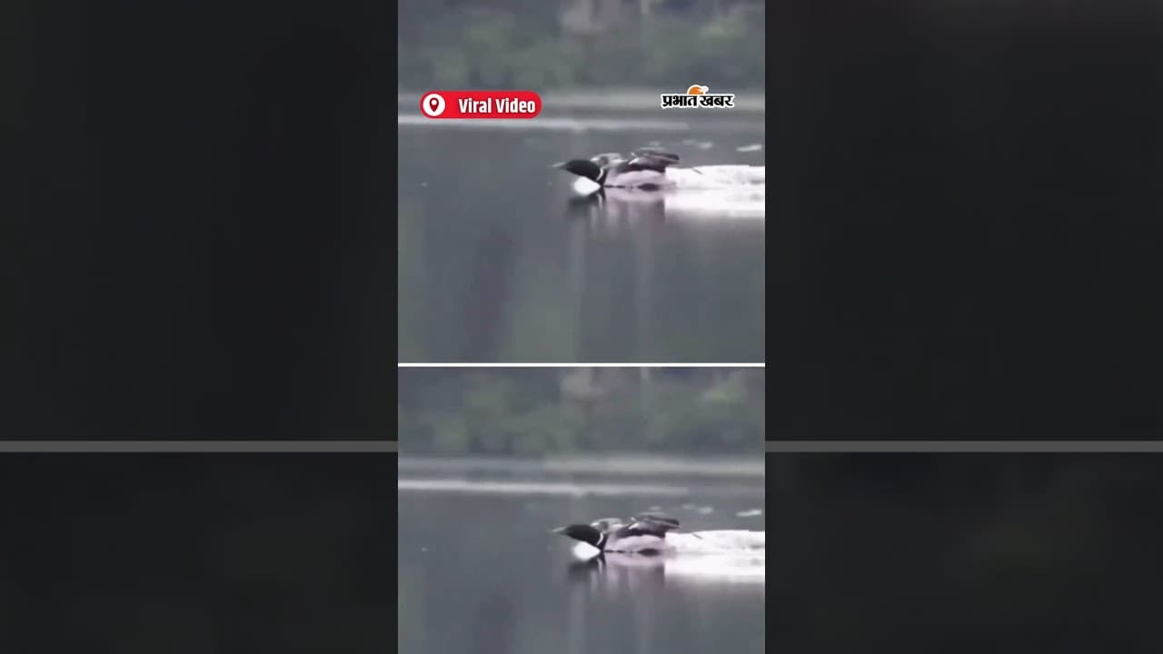 पंख फैलाकर पानी Aeroplane की तरह उतरता Bird | Shorts | Amazing View
