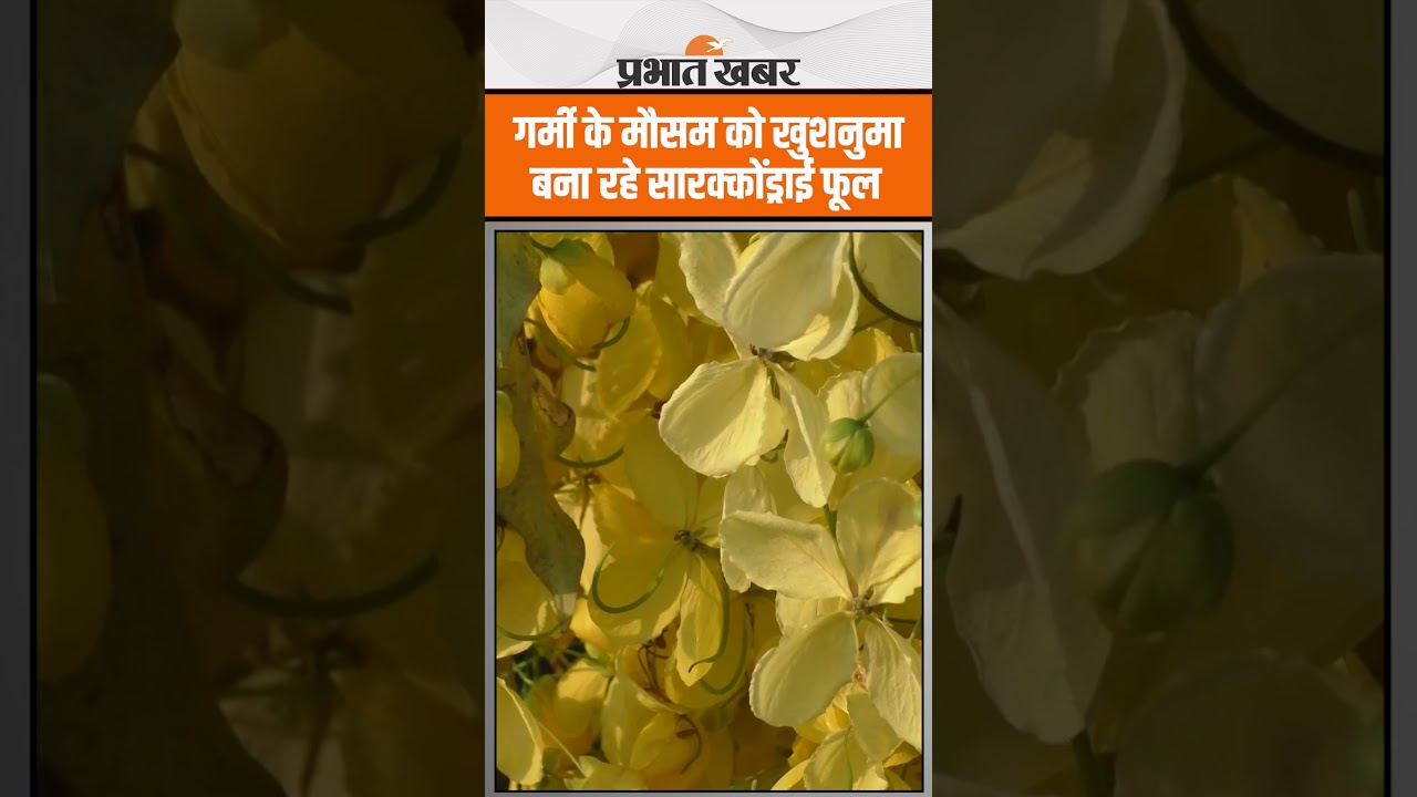 Tamilnadu: चिलचिलाती गर्मी के मौसम को खुशनुमा बना रहे थूथुकुडी के सारक्कोंड्राई फूल