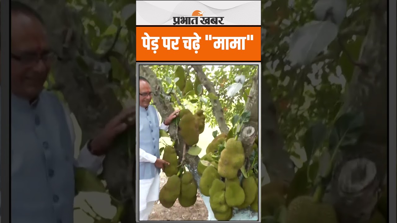 Shivraj Singh Chauhan कटहल के पेड़ पर चढ़े, फिर जो किया उससे हो जायेंगे हैरान