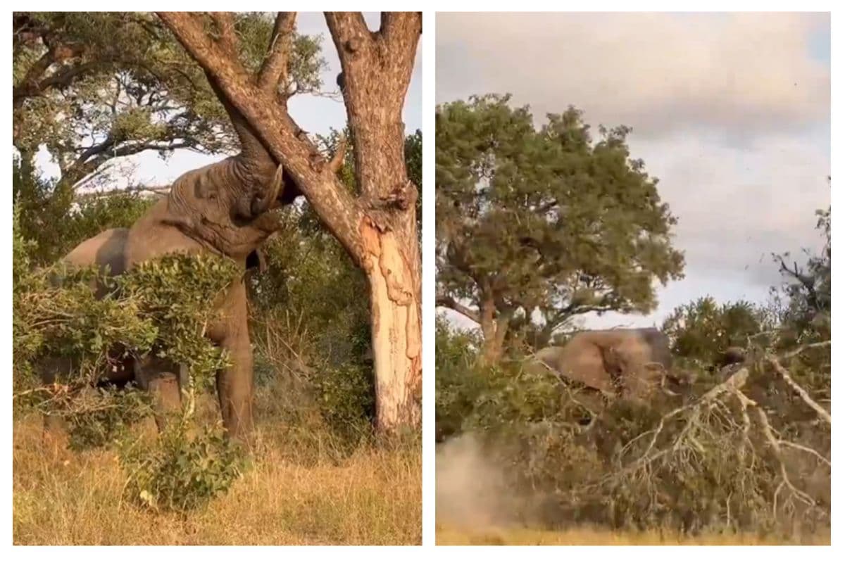 Viral Video: हाथी की ताकत देखकर रह जाएंगे दंग, सूंढ़ से लपेटकर तिनके की तरह गिरा दिया पूरा पेड़, वीडियो वायरल