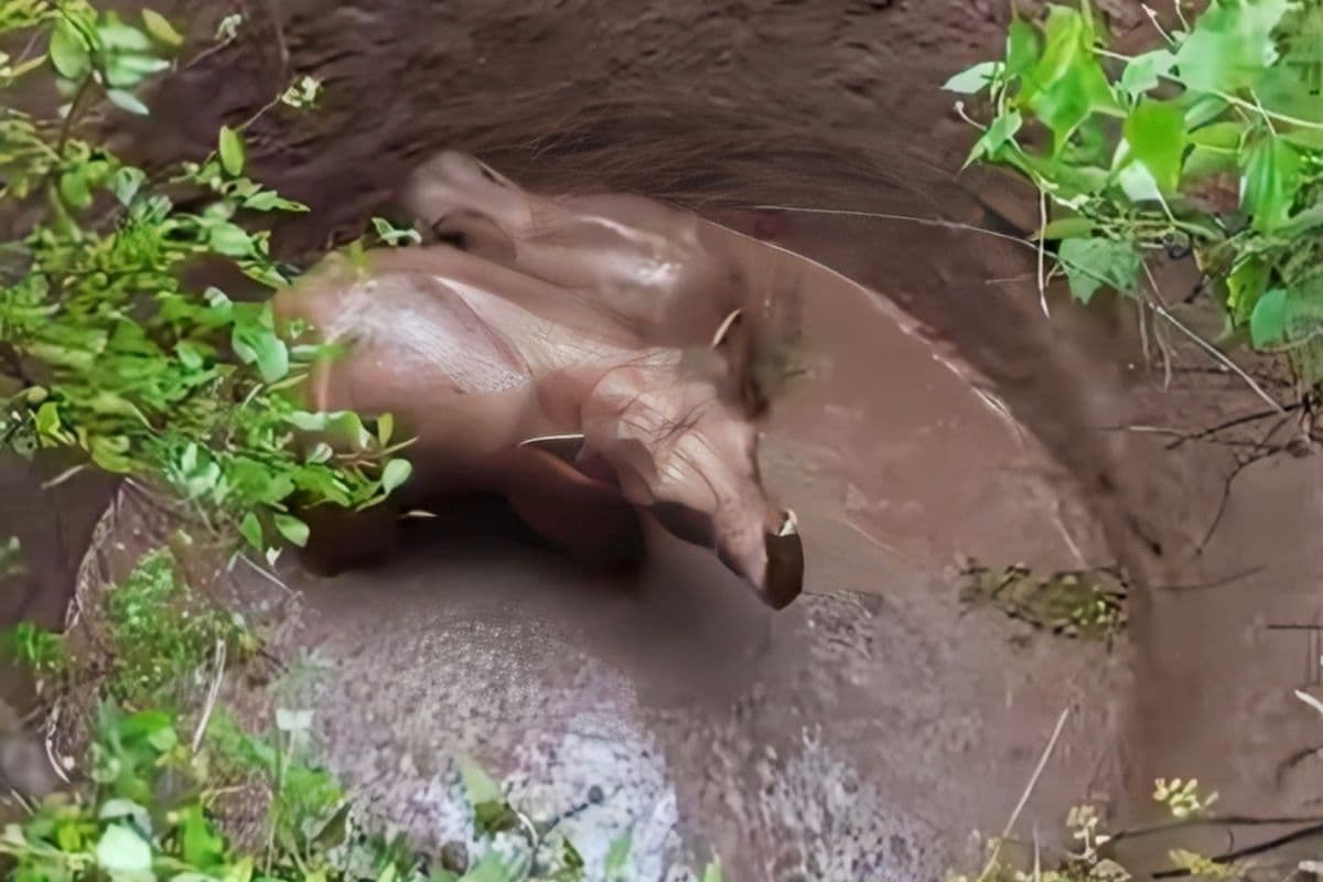 Ramgarh News: कुएं में गिरे दो हाथी, उमड़ी ग्रामीणों की भीड़, रेस्क्यू ऑपरेशन जारी