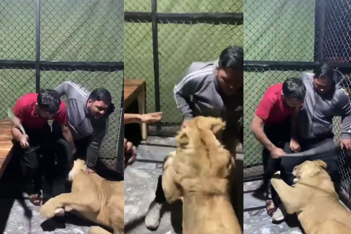 Viral Video: काट लिया, काट लिया… खूंखार शेर ने युवक पर किया हमला, कैमरे में कैद हुआ खौफनाक वीडियो